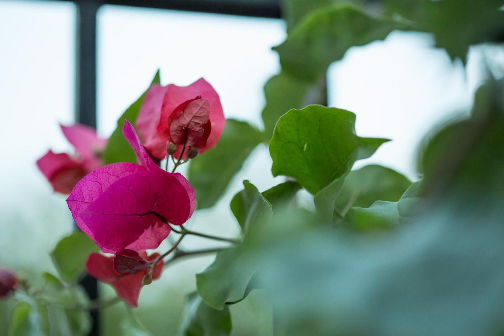 الشقق الفندقية Corinthفي  Iris Garden Retreat المظهر الخارجي الصورة
