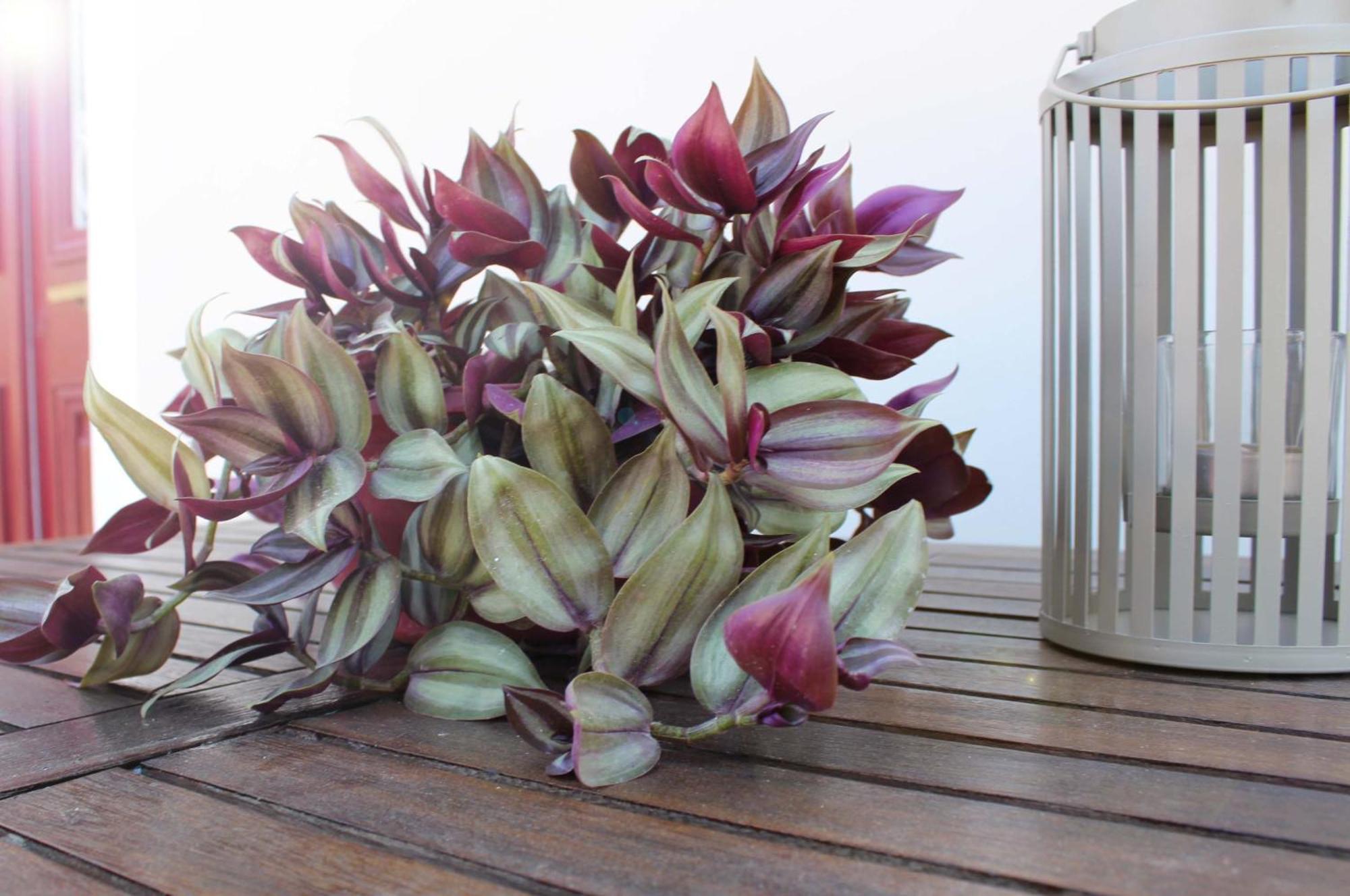 الشقق الفندقية Corinthفي  Iris Garden Retreat المظهر الخارجي الصورة