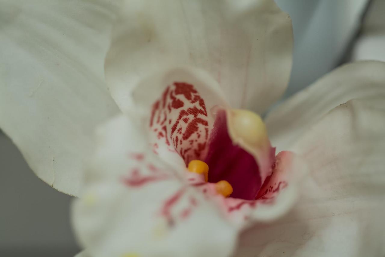 الشقق الفندقية Corinthفي  Iris Garden Retreat المظهر الخارجي الصورة
