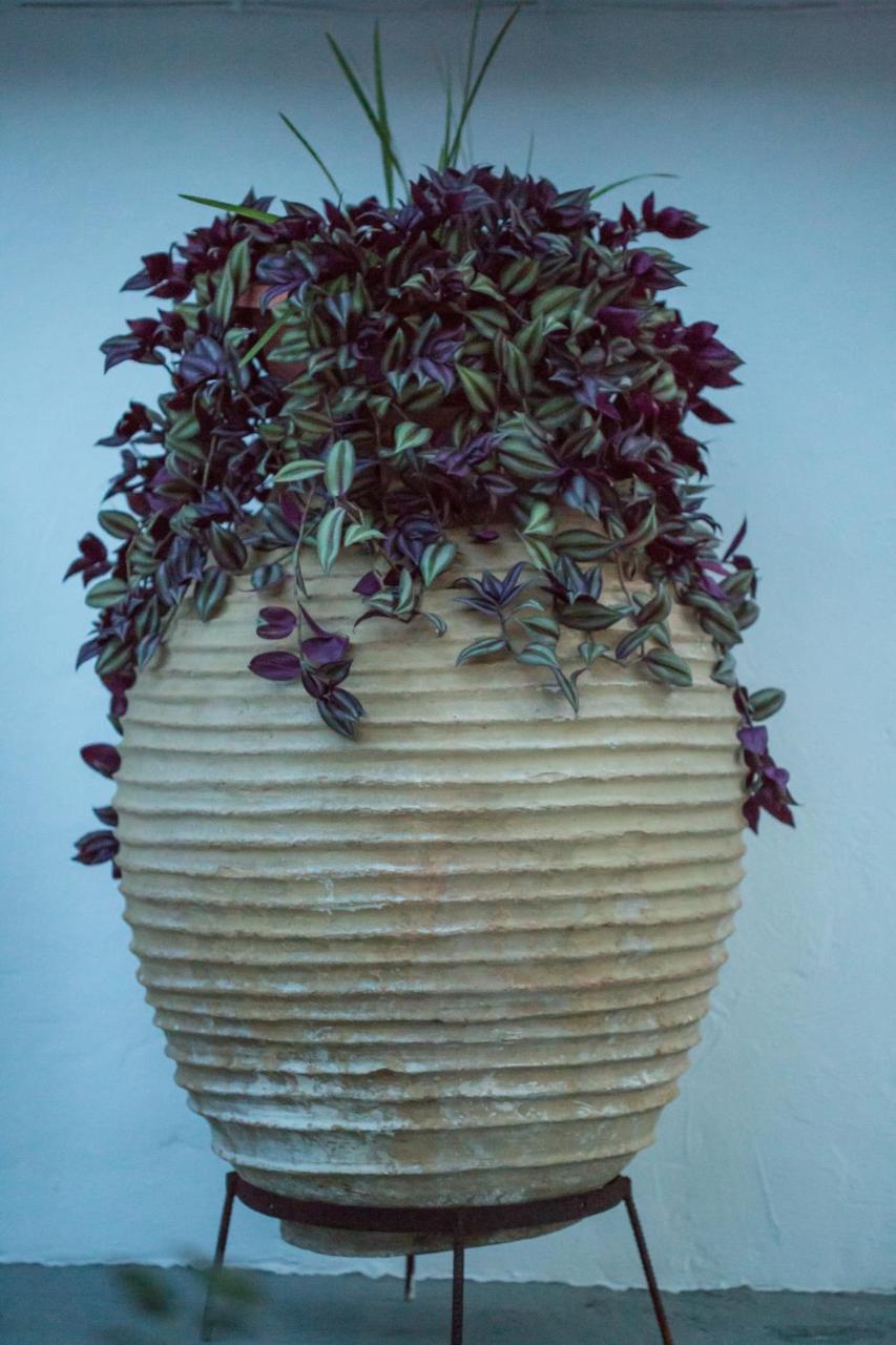 الشقق الفندقية Corinthفي  Iris Garden Retreat المظهر الخارجي الصورة